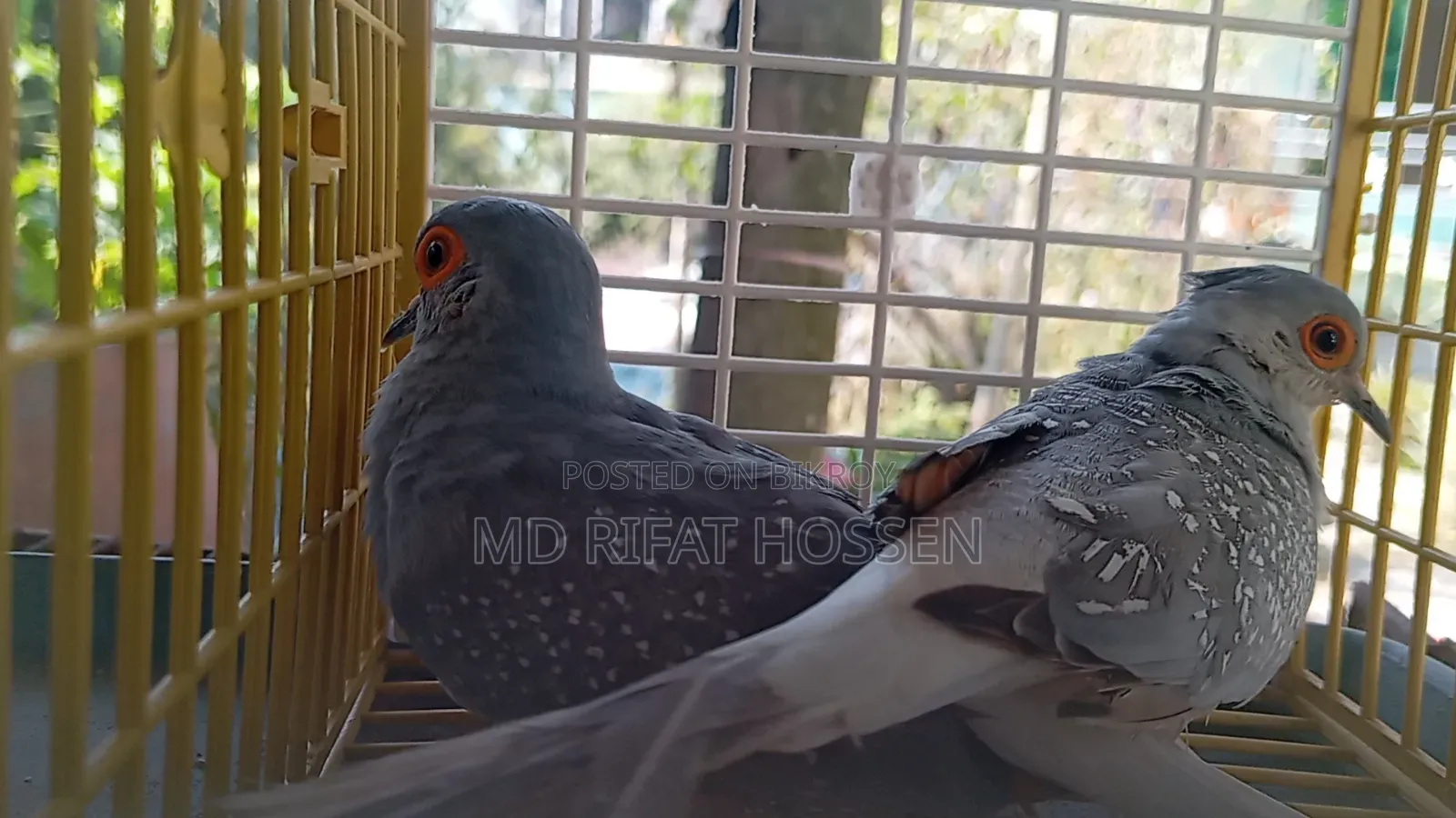 Diamond Dove