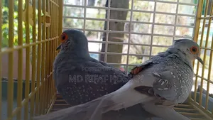 Diamond Dove