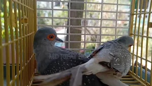 Diamond Dove