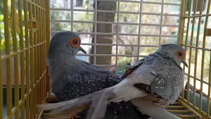 Diamond Dove