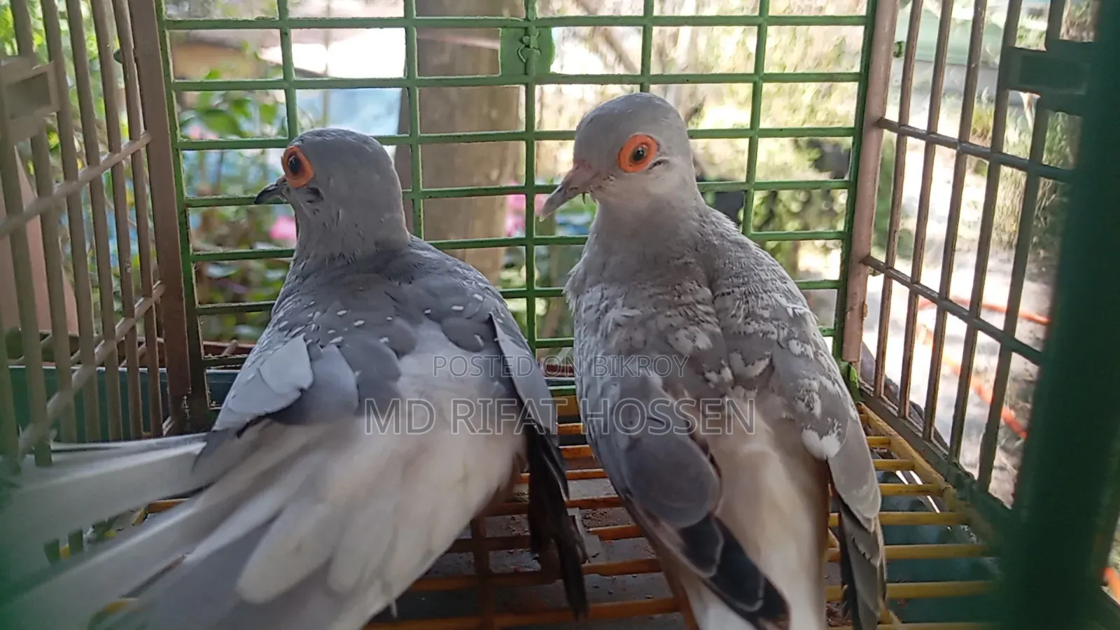 Diamond Dove