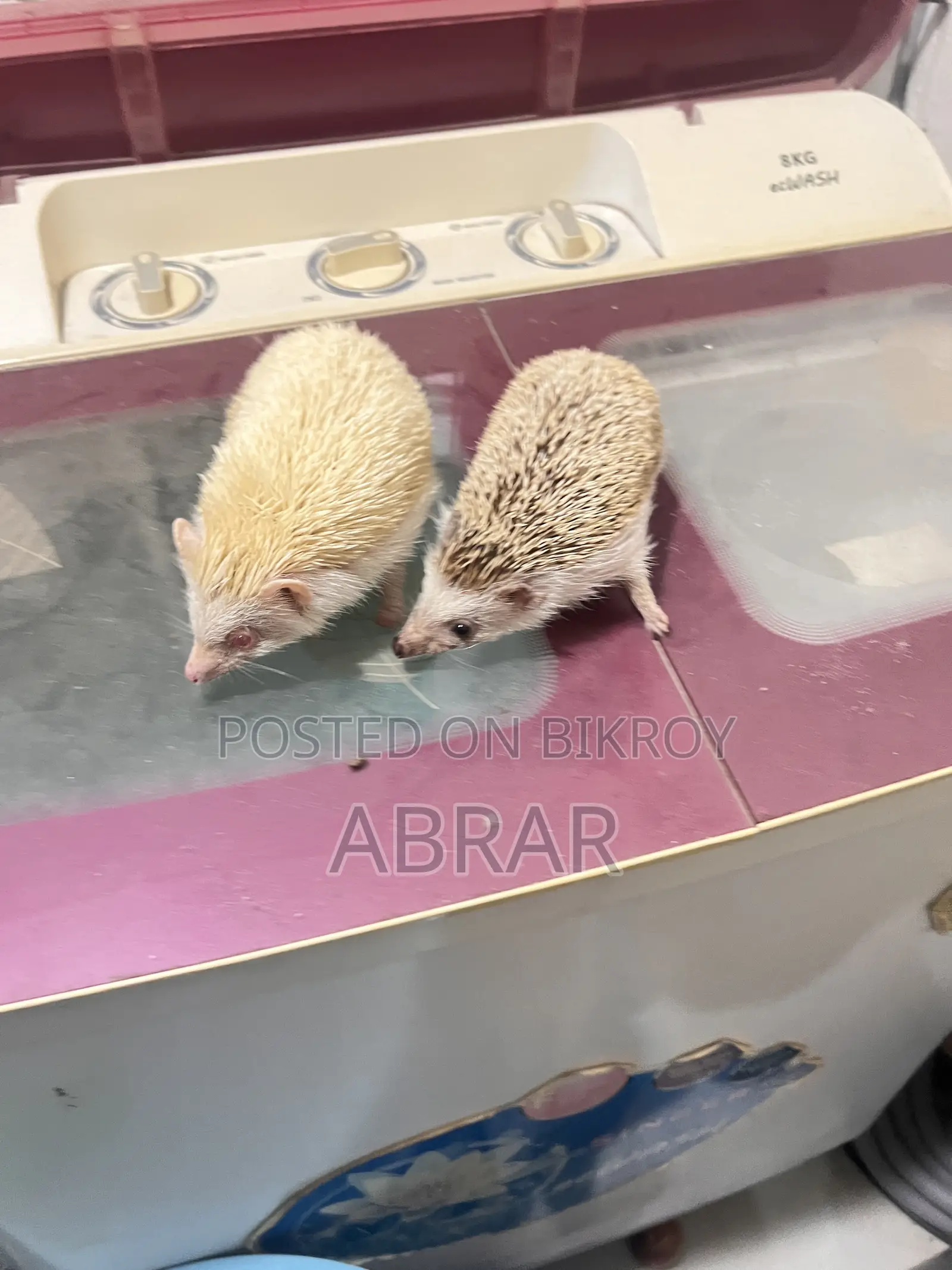 Hedgehog Master Breeding Pair Baby Dibe Gaurety Dewa Jabe