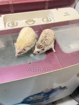 Hedgehog Master Breeding Pair Baby Dibe Gaurety Dewa Jabe
