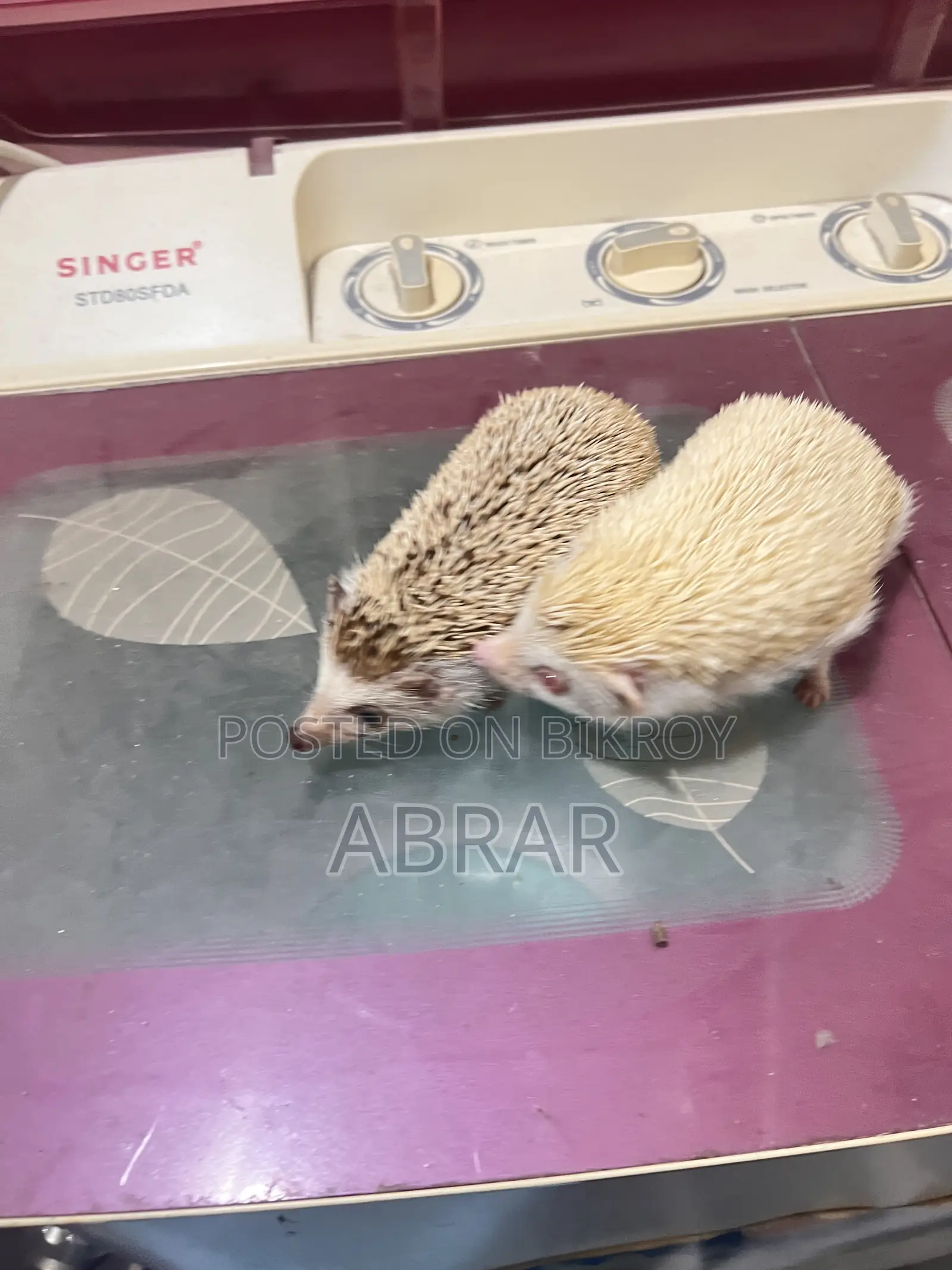 Hedgehog Master Breeding Pair Baby Dibe Gaurety Dewa Jabe