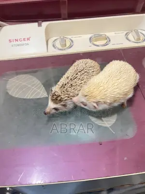 Hedgehog Master Breeding Pair Baby Dibe Gaurety Dewa Jabe
