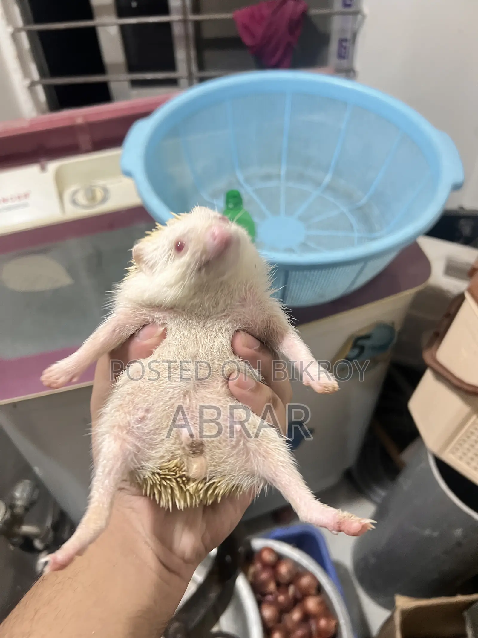 Hedgehog Master Breeding Pair Baby Dibe Gaurety Dewa Jabe