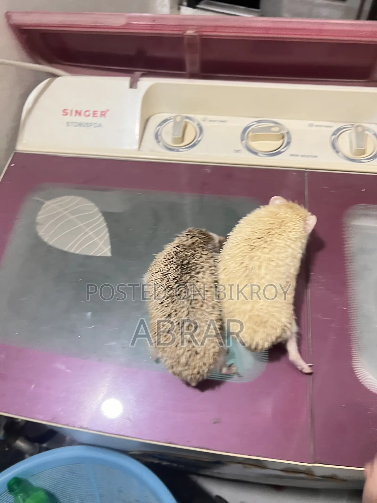 Hedgehog Master Breeding Pair Baby Dibe Gaurety Dewa Jabe