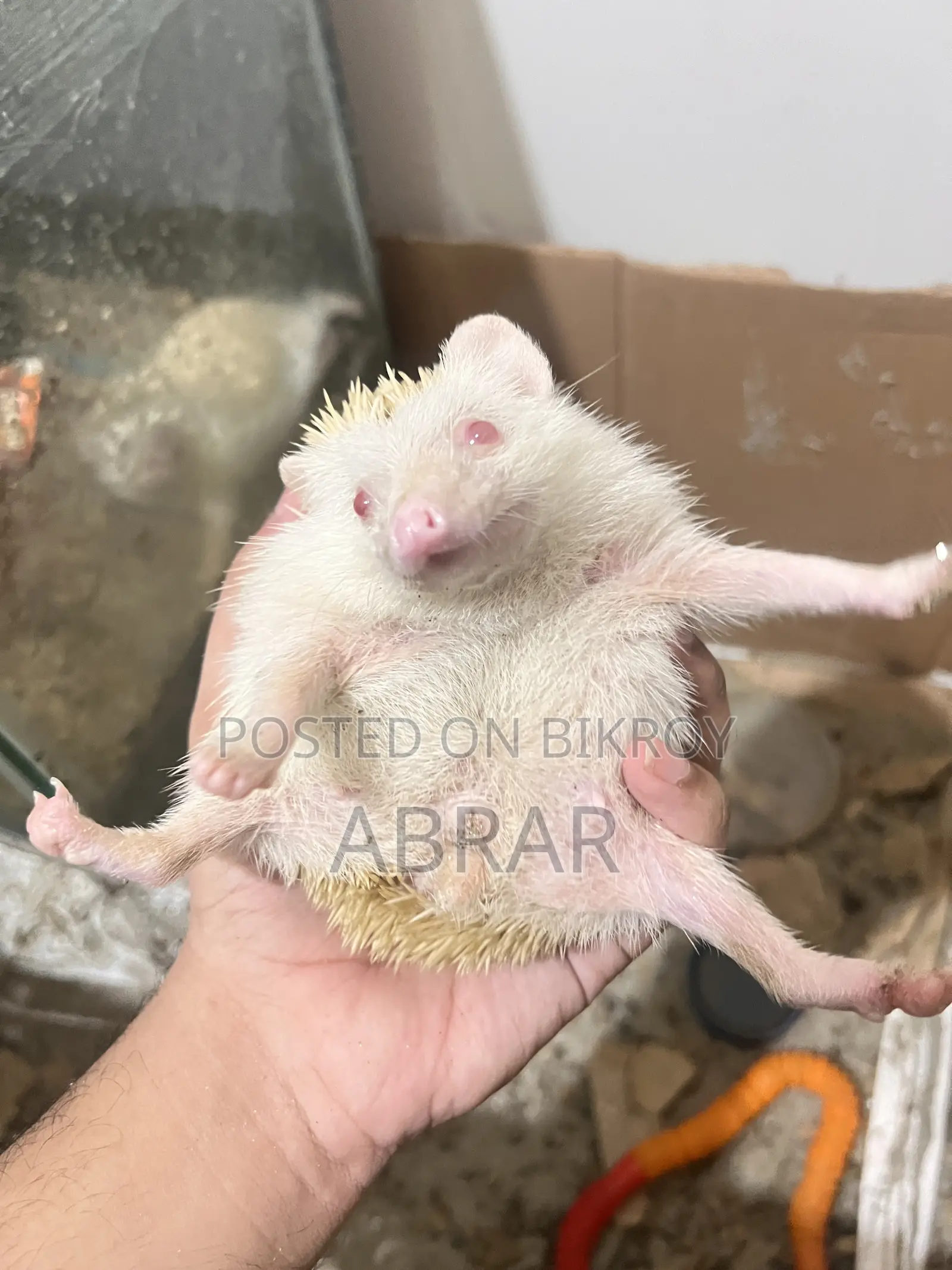 Hedgehog Master Breeding Pair Baby Dibe Gaurety Dewa Jabe