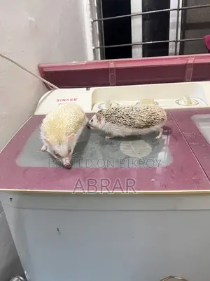 Hedgehog Master Breeding Pair Baby Dibe Gaurety Dewa Jabe