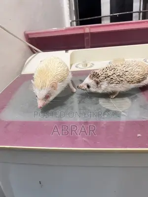 Hedgehog Master Breeding Pair Baby Dibe Gaurety Dewa Jabe