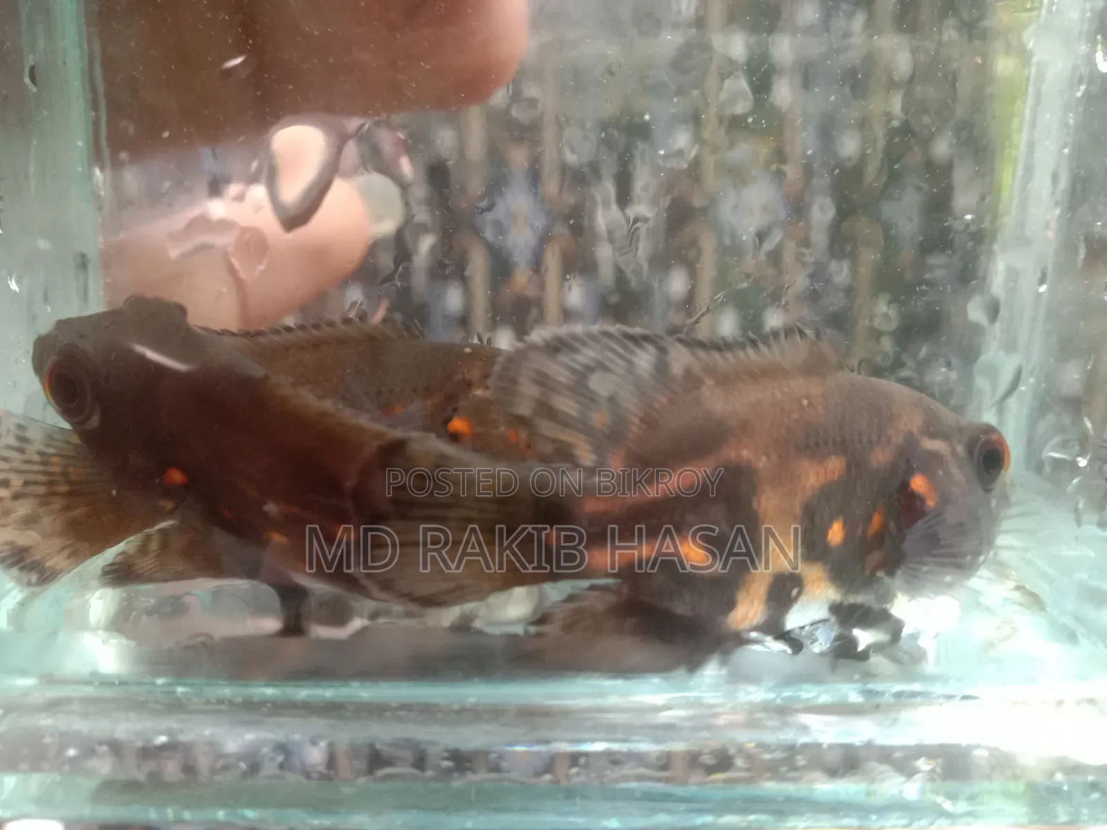 অস্কার ফিশ