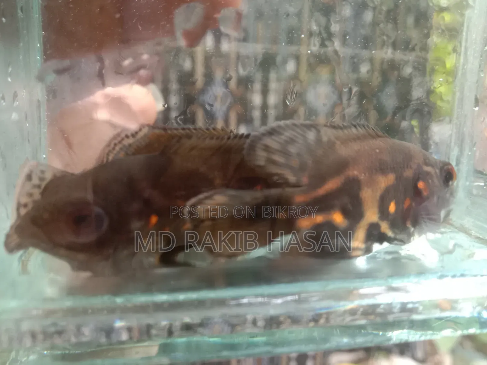 অস্কার ফিশ