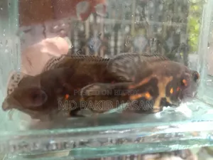 অস্কার ফিশ