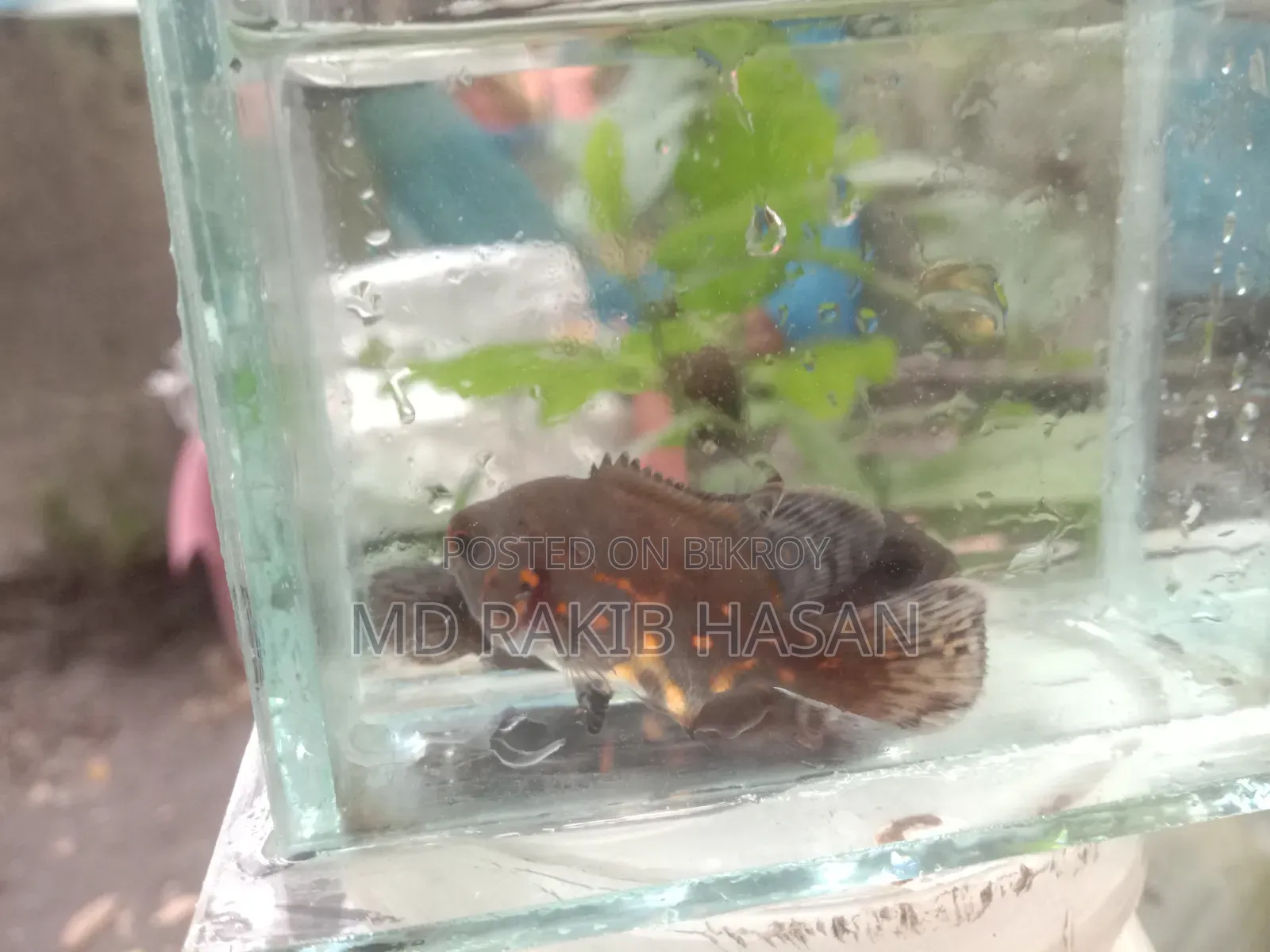 অস্কার ফিশ