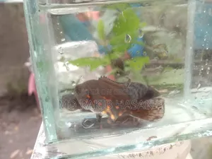 অস্কার ফিশ