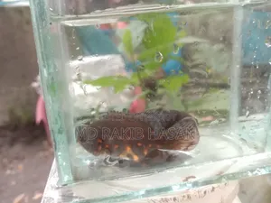 অস্কার ফিশ