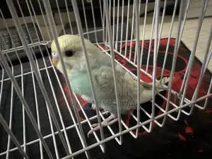 Rainbow Budgerigar