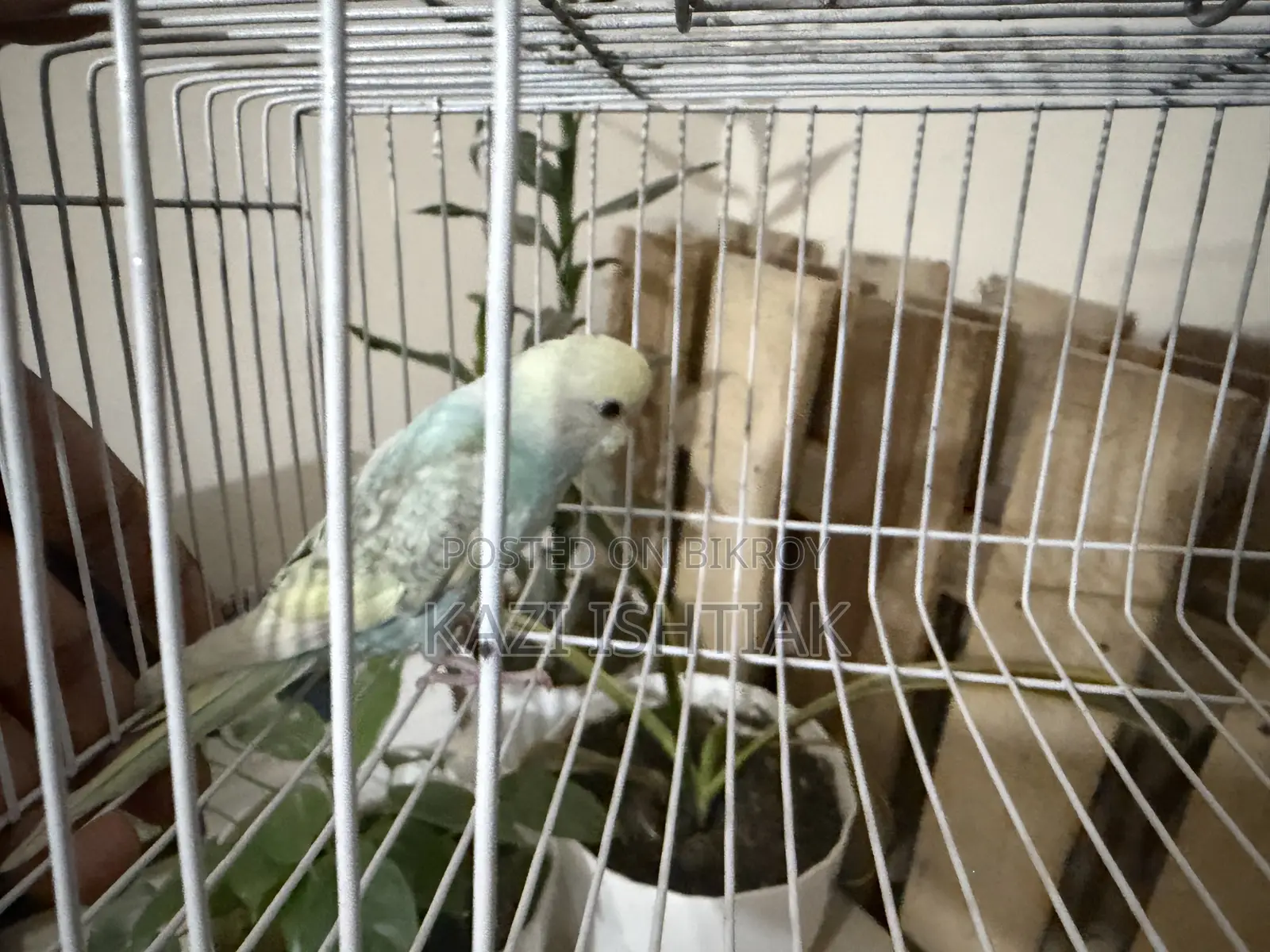 বাজরিগার