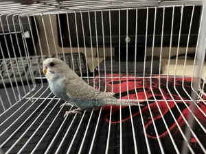 Budgerigar