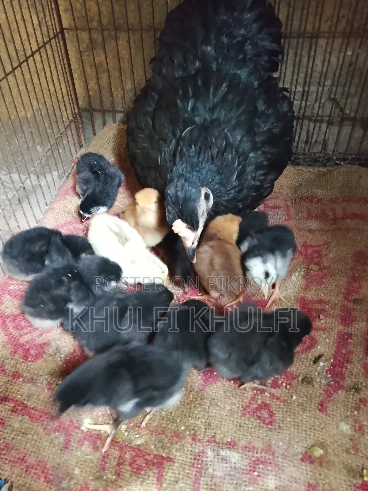 Pure Local Chicken Chicks