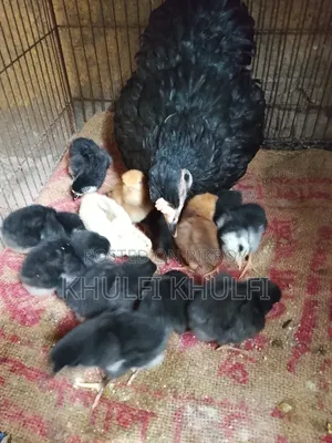 Pure Local Chicken Chicks
