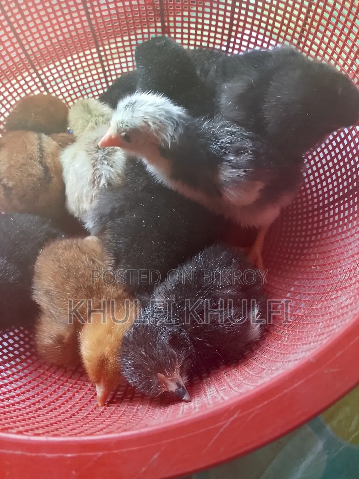 Pure Local Chicken Chicks