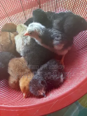 Pure Local Chicken Chicks