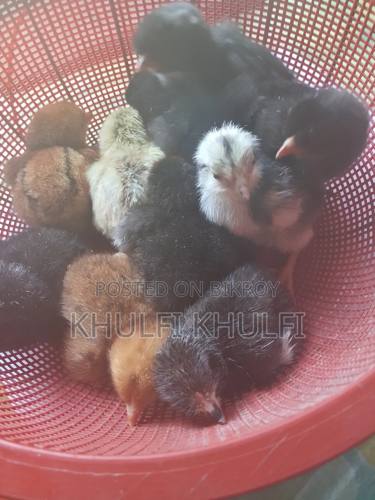 Pure Local Chicken Chicks