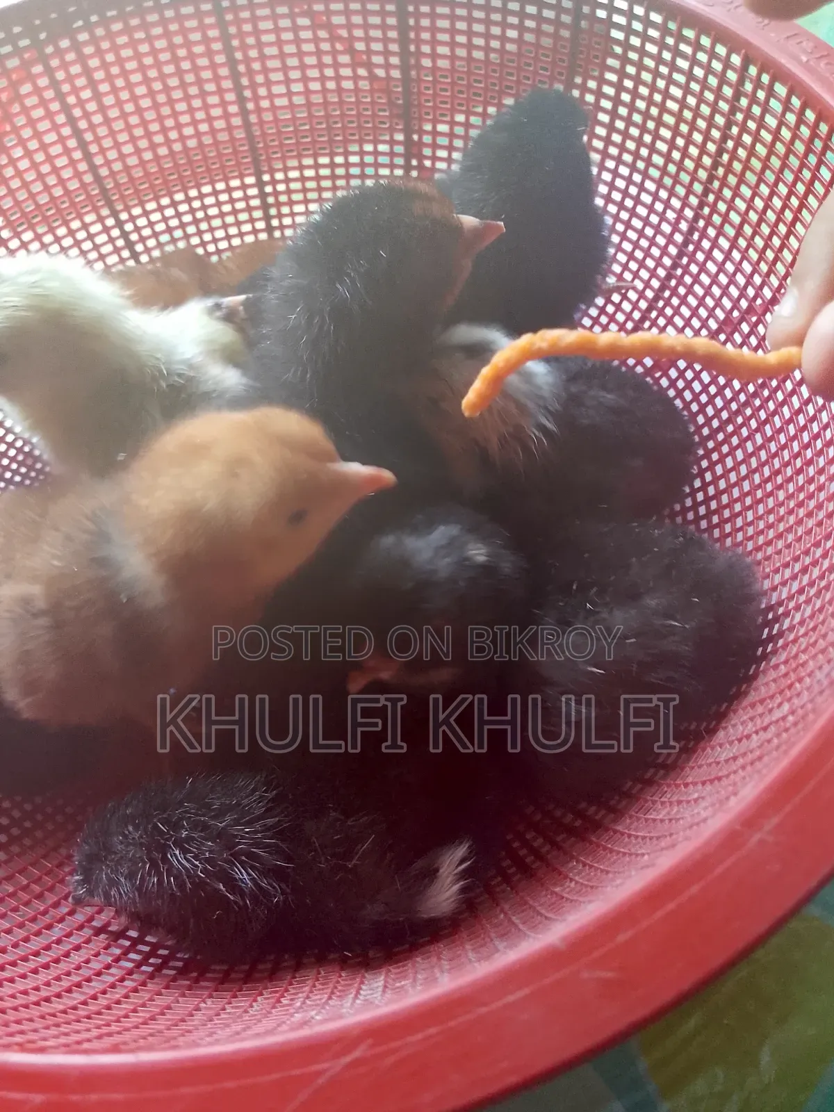Pure Local Chicken Chicks