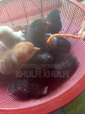 Pure Local Chicken Chicks