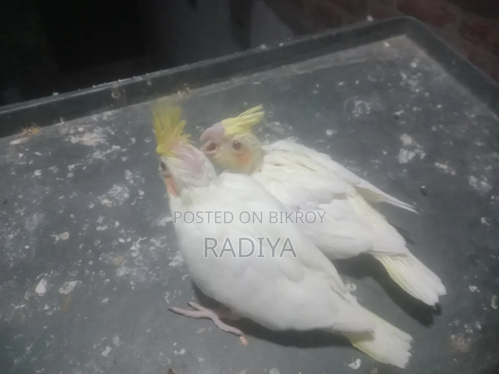 Tame Size Cockatiel Baby