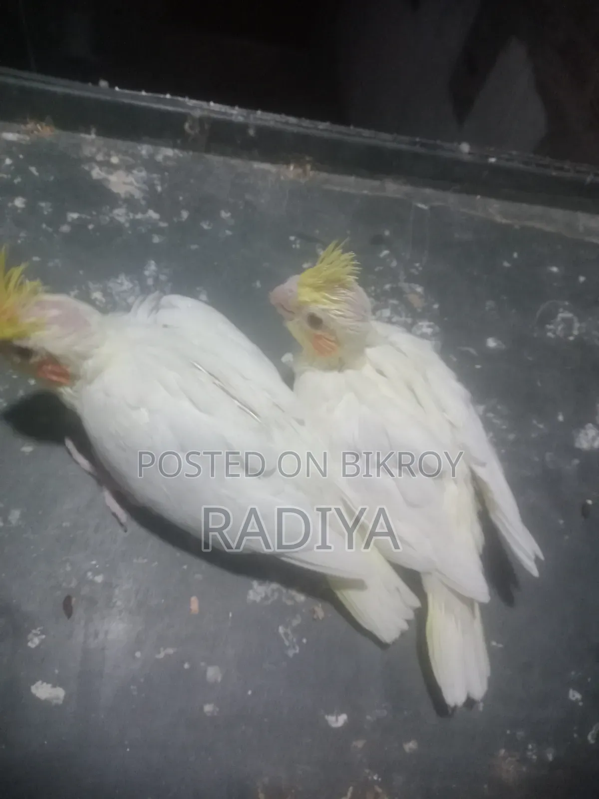 Tame Size Cockatiel Baby
