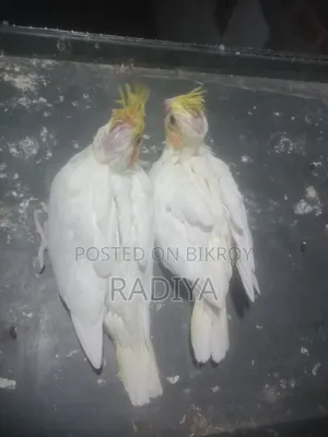 Tame Size Cockatiel Baby