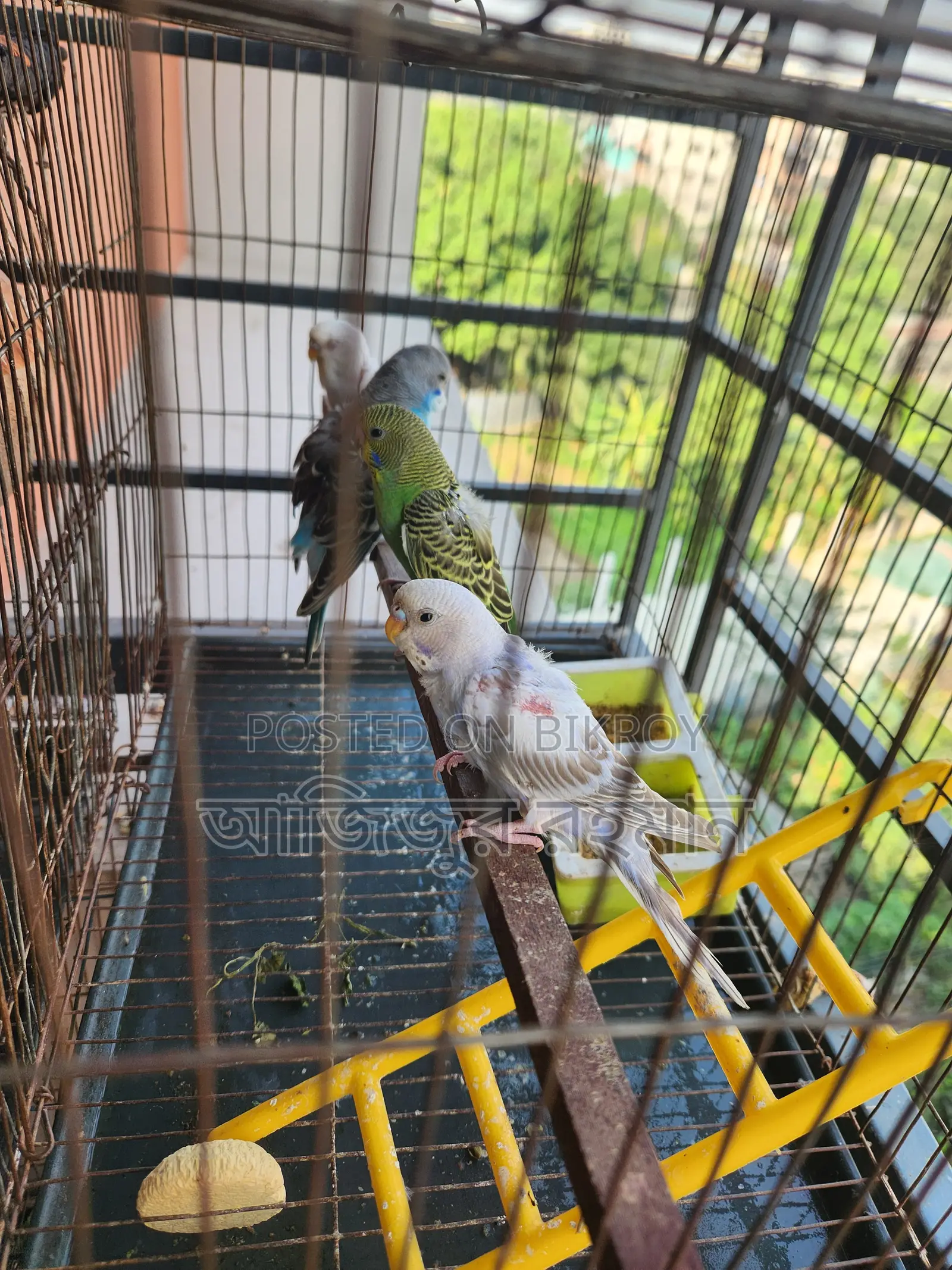 বাজিগর পাখির বেবি