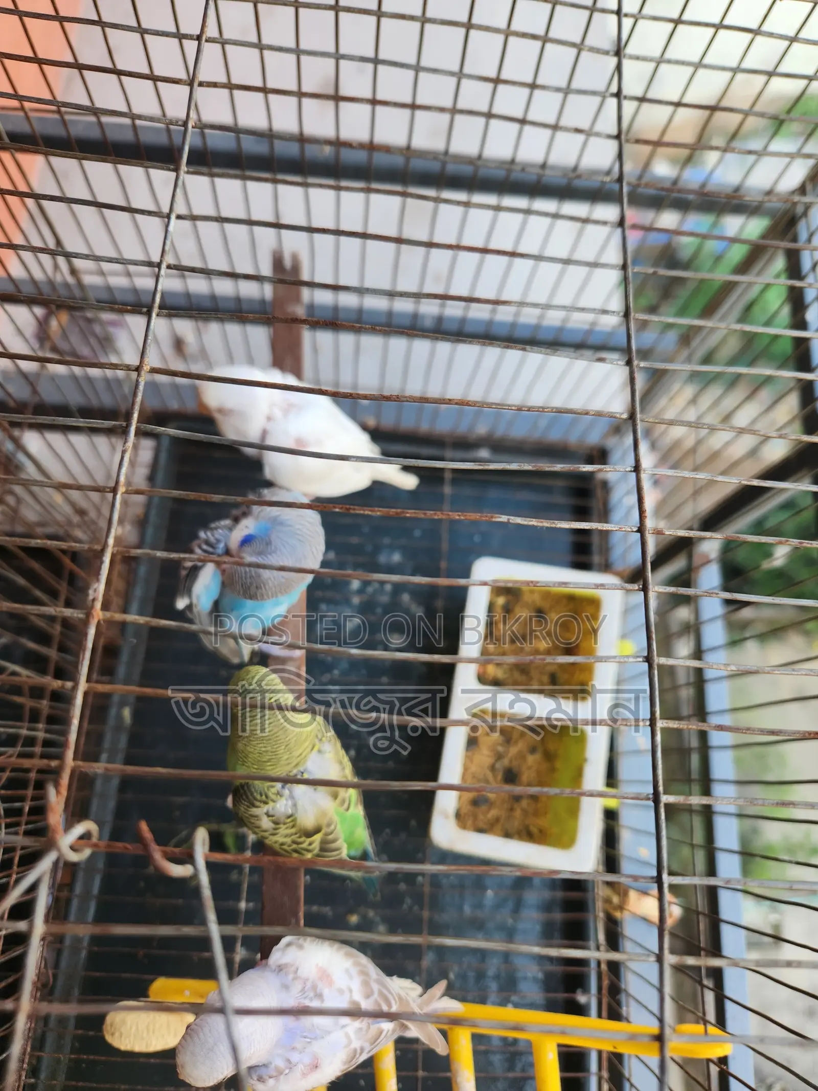 বাজিগর পাখির বেবি
