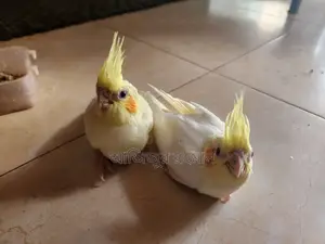 ককাটেল পাখির বিবি