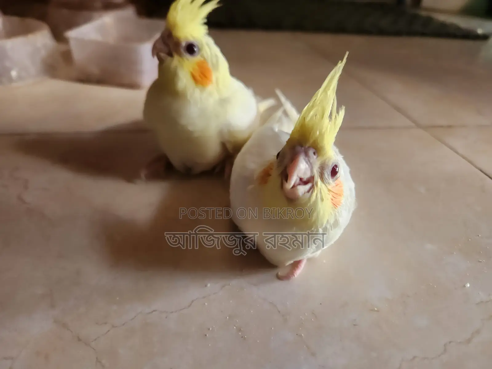 ককাটেল পাখির বিবি