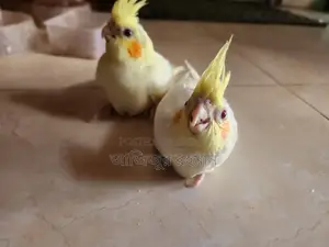 ককাটেল পাখির বিবি