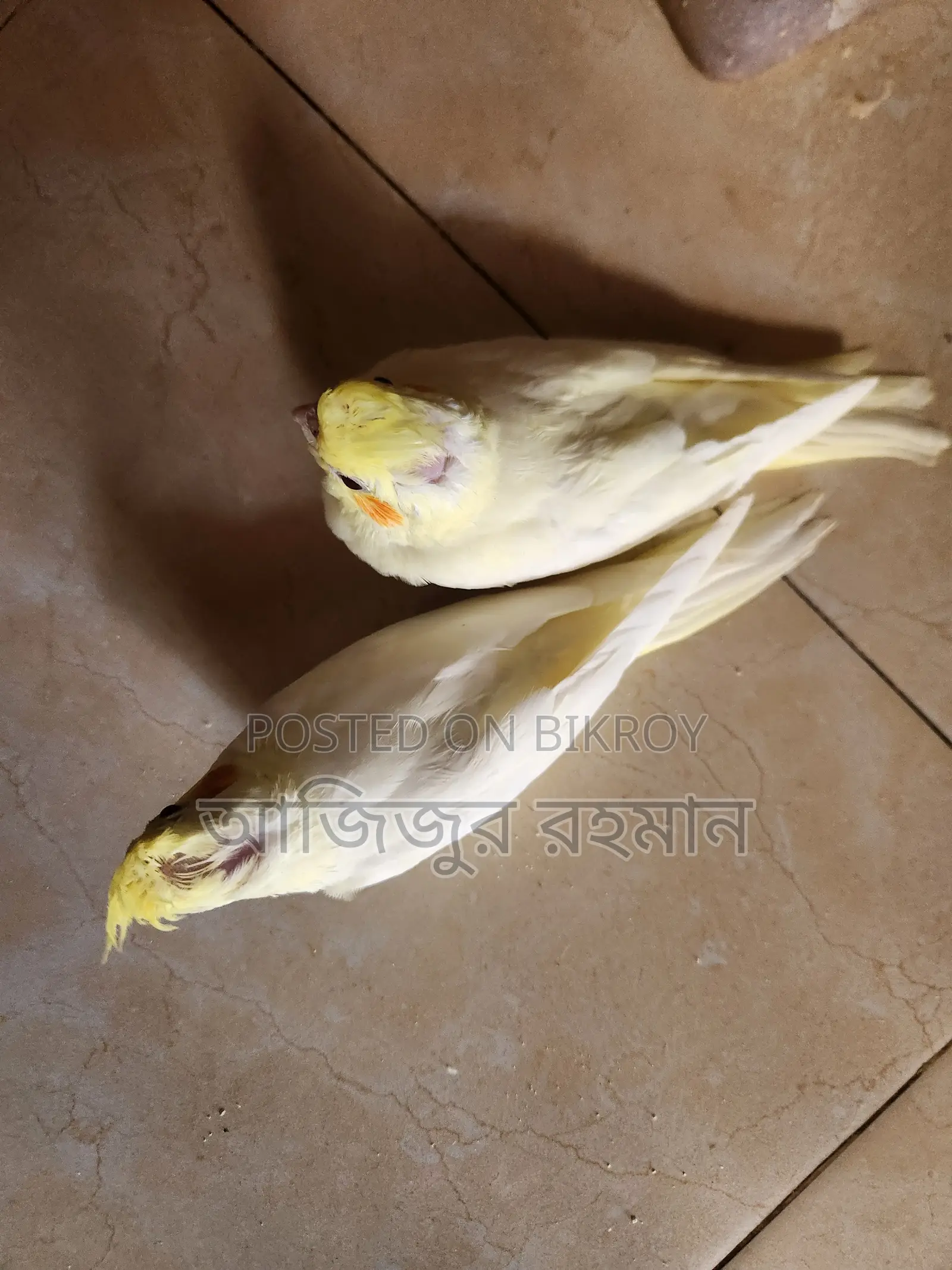 ককাটেল পাখির বিবি