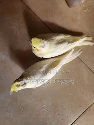 ককাটেল পাখির বিবি