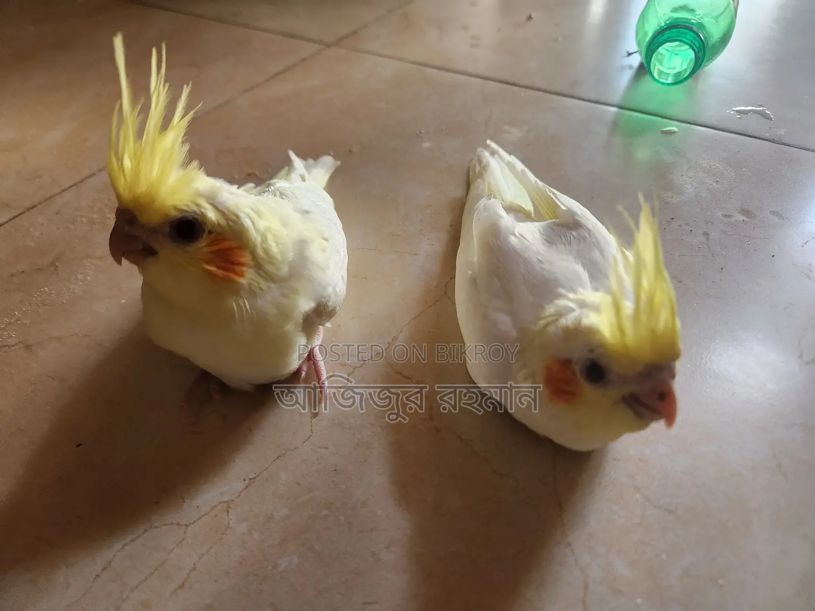 ককাটেল পাখির বিবি