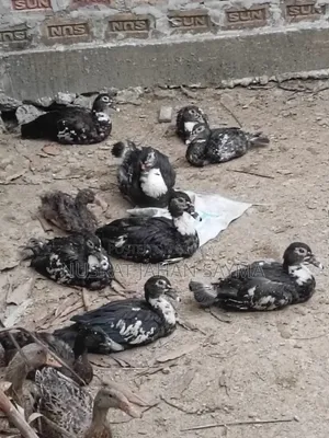 5 Month Old Improved Breed Muscovy and Local Ducks