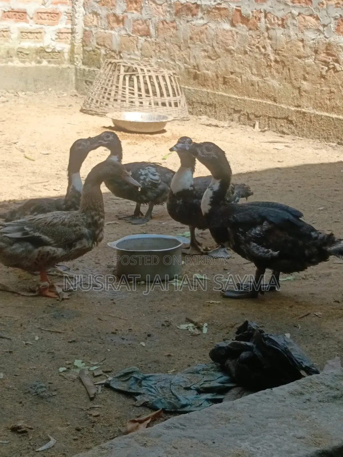 5 Month Old Improved Breed Muscovy and Local Ducks
