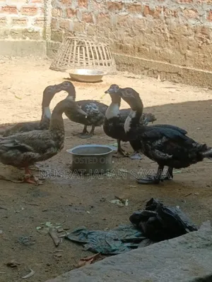 5 Month Old Improved Breed Muscovy and Local Ducks