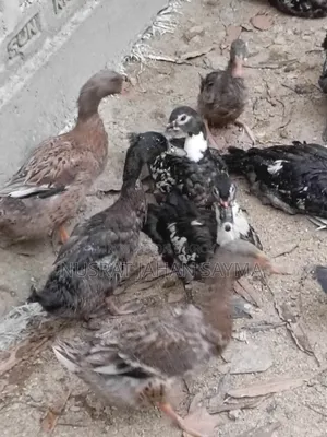 5 Month Old Improved Breed Muscovy and Local Ducks