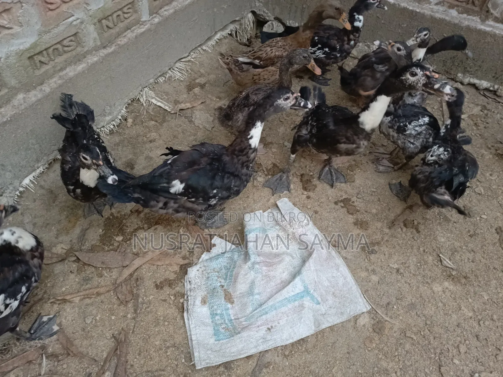 5 Month Old Improved Breed Muscovy and Local Ducks