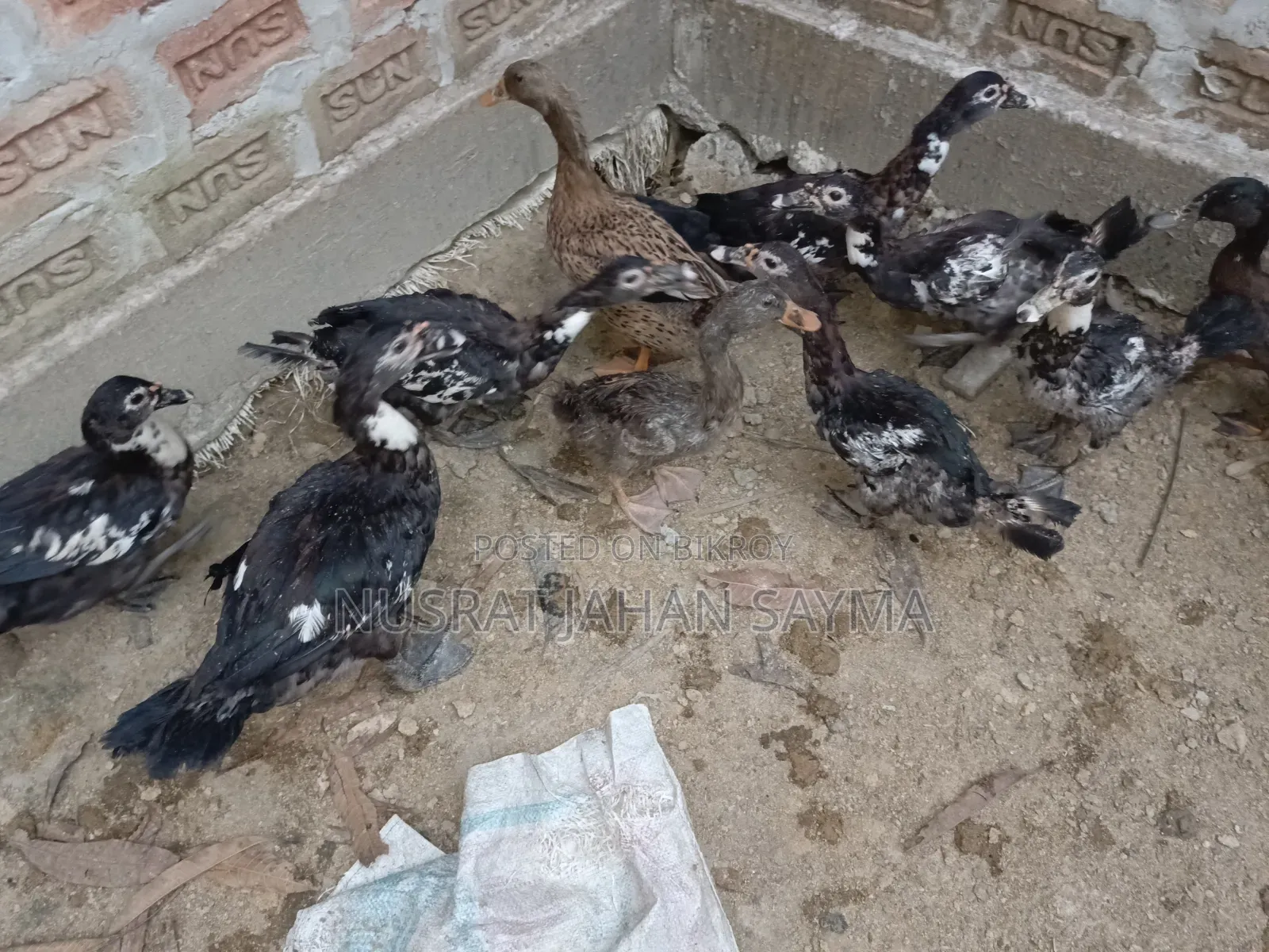 5 Month Old Improved Breed Muscovy and Local Ducks