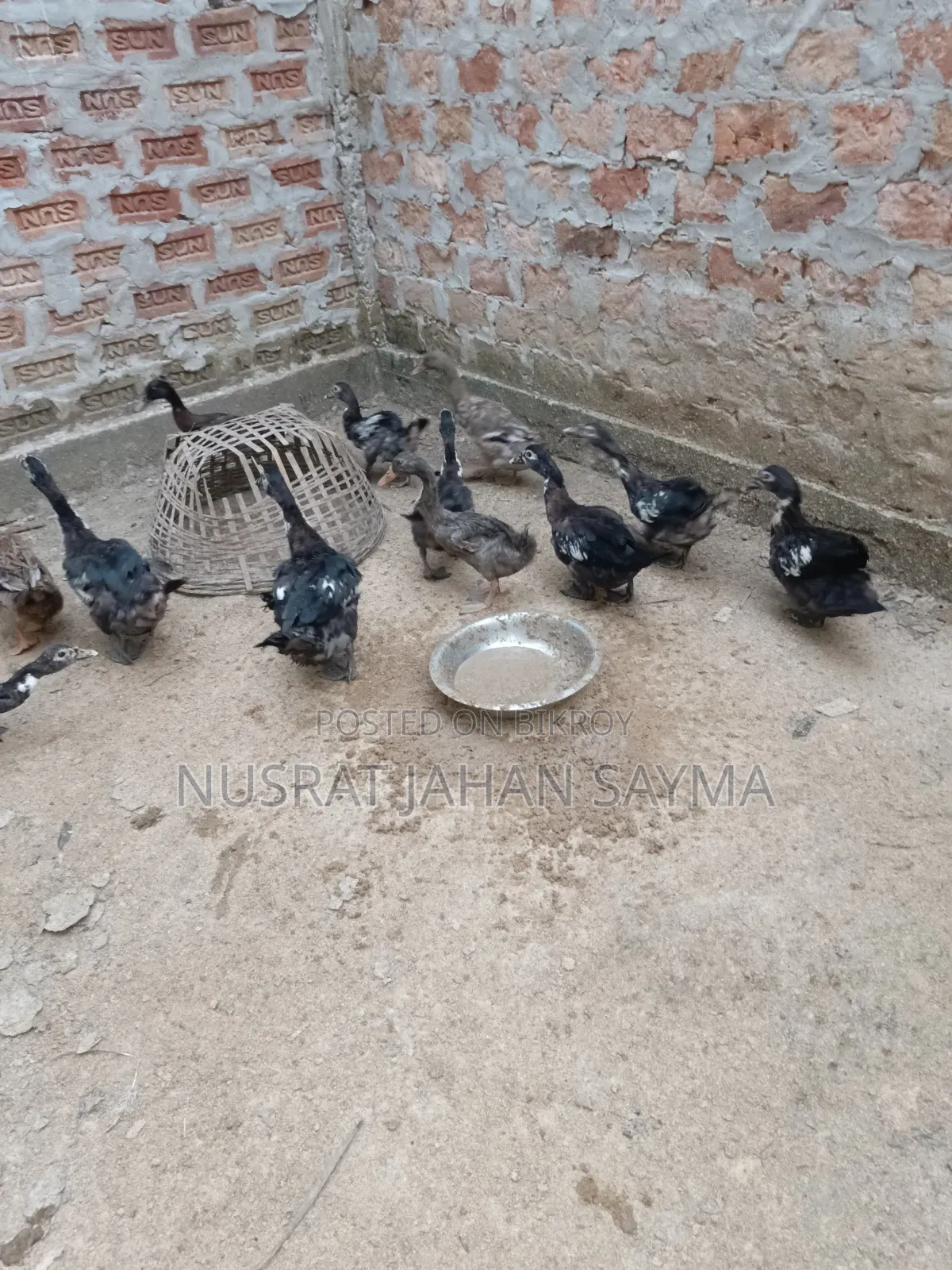 5 Month Old Improved Breed Muscovy and Local Ducks