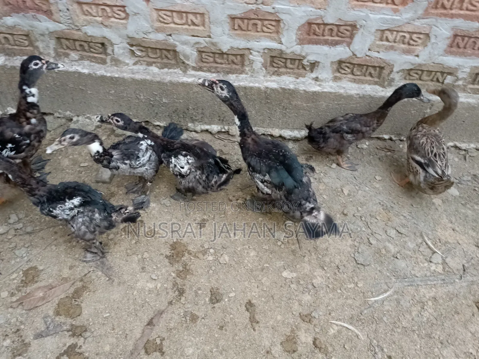 5 Month Old Improved Breed Muscovy and Local Ducks