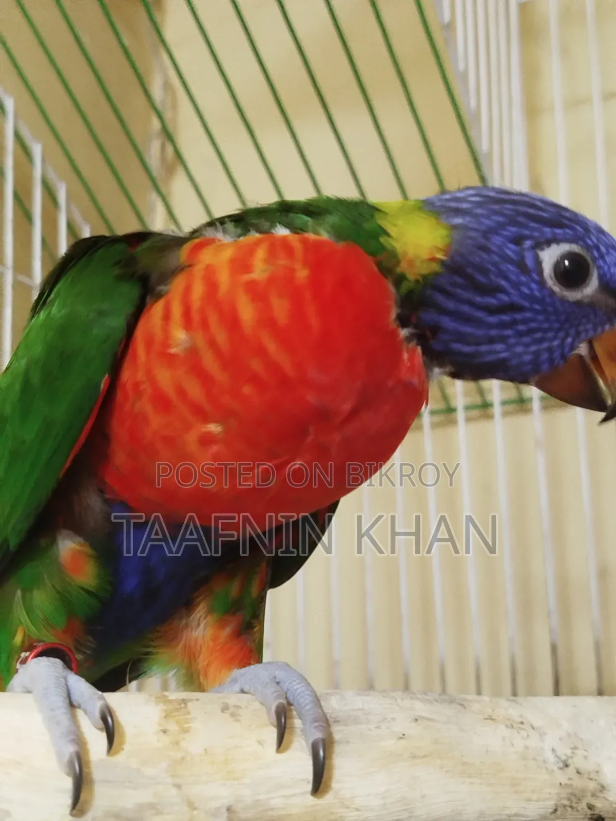 Lorikeet Baby